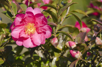 日本山茶花山茶花粳稻