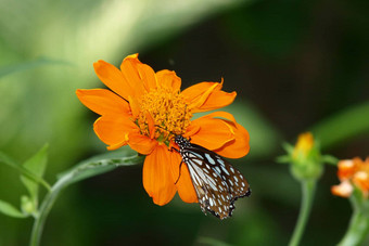 蝴蝶墨西哥向日葵