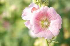粉红色的蜀葵蜀罗塞亚花朵夏天一天