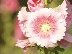 粉红色的蜀葵蜀罗塞亚花朵夏天一天