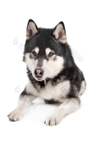 阿拉斯加<strong>雪橇犬</strong>