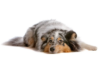 设得兰群岛<strong>牧羊犬</strong>Sheltie