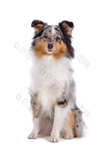 设得兰群岛<strong>牧羊犬</strong>Sheltie