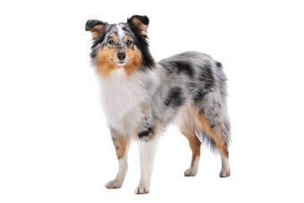 设得兰群岛<strong>牧羊犬</strong>Sheltie