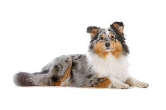 设得兰群岛<strong>牧羊犬</strong>Sheltie