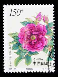 中国约邮票印刷中国显示中国人玫瑰花约