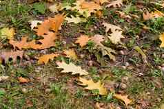 秋天背景橡木叶橡子