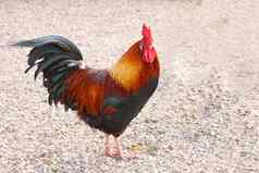 美丽的色彩斑斓的公鸡农场法国
