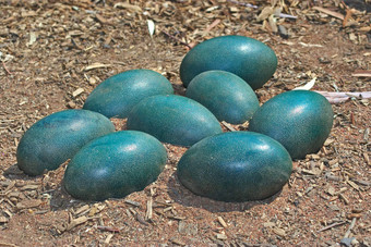 绿色鸸鹋鸡蛋污垢