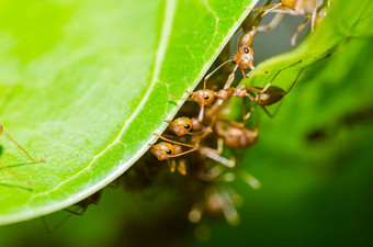 红色的<strong>蚂蚁团队</strong>合作绿色自然