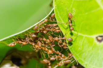红色的蚂蚁团队合作绿色自然
