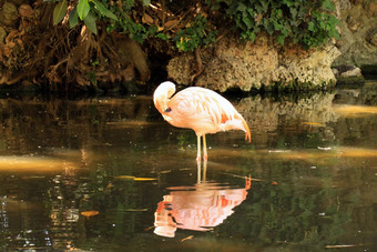 <strong>智利</strong>火烈鸟phoenicopterus<strong>智利</strong>