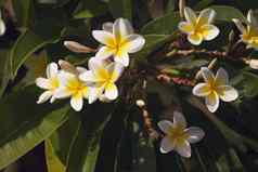 黄色的plumeria花