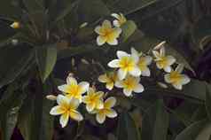 黄色的plumeria花