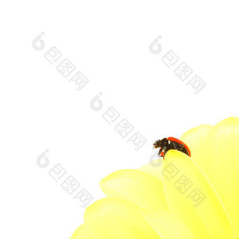 瓢虫黄色的花