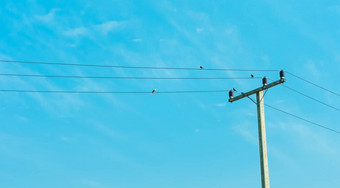 电帖子蓝色的天空鸟持有电电缆
