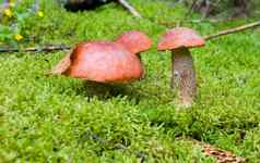 orange-cap牛肝菌属蘑菇森林
