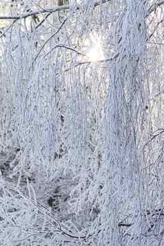 分支机构树覆盖白霜冬天太阳