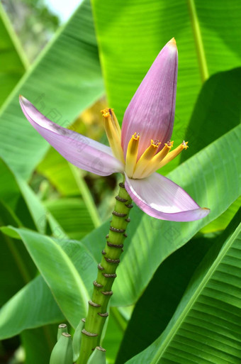 粉红色的开花香蕉