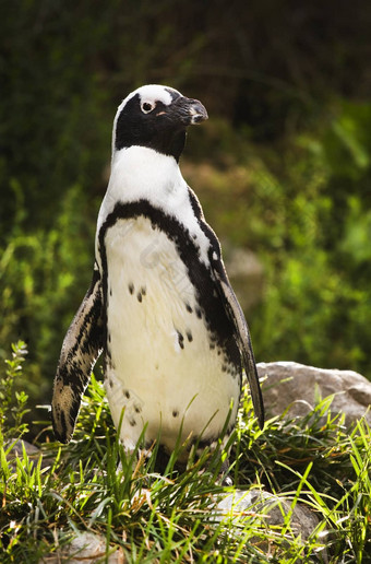 非洲黑足penquin