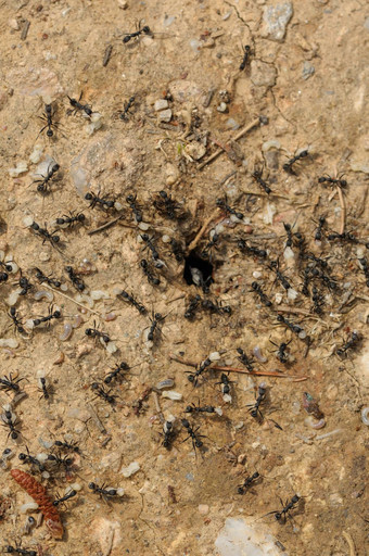 蚂蚁工人携带幼虫巢