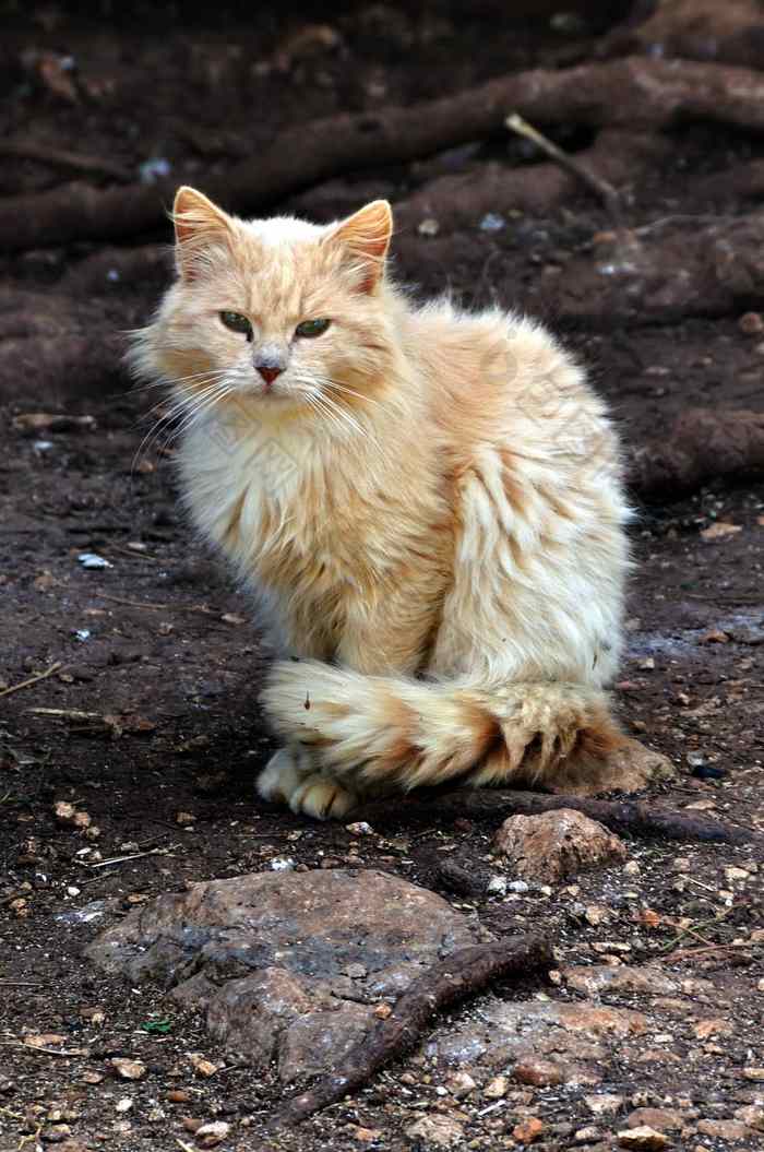 流浪猫森林