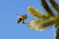 蜜蜂飞行工作硬