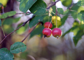 <strong>野生苹果</strong>