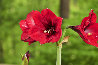 红色的amerillos花朵