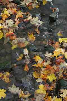 色彩斑斓的秋天流