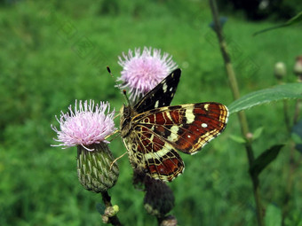 马特里<strong>蝴蝶花</strong>