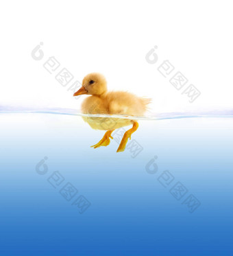 黄色的小鸭子游泳
