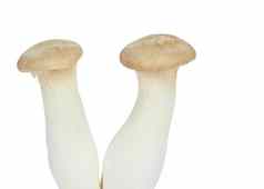 蘑菇的名字埃林吉
