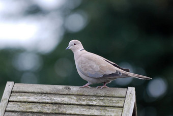 ringneck<strong>在哪里</strong>