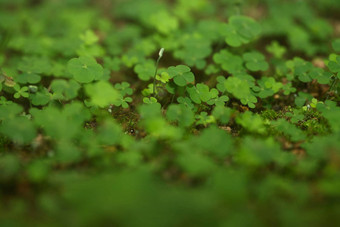 leaf-clover森林