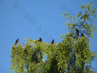 乌鸦人群树