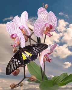 黑色的蝴蝶粉红色的兰花