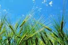 小麦粮食蓝色的天空
