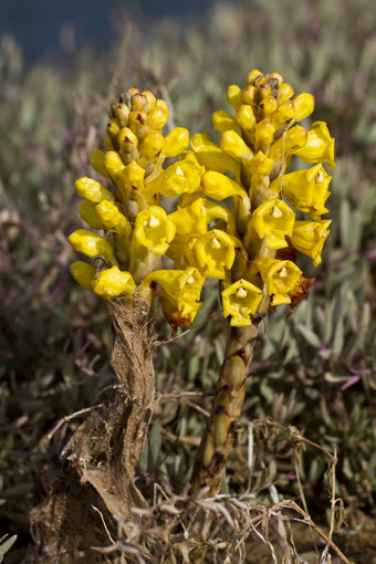 cistanche<strong>凤仙花</strong>