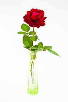 红色的情人节玫瑰