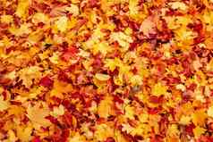 秋天橙色红色的秋天叶子地面