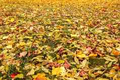 秋天橙色黄色的秋天叶子地面