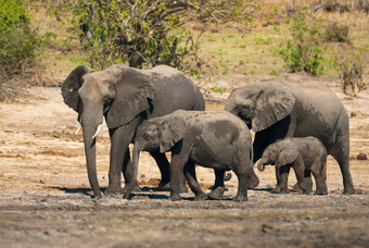 非洲布什大象