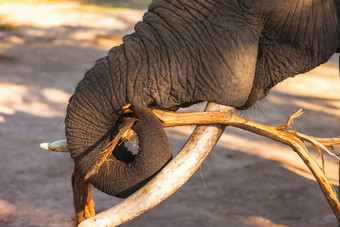 非洲布什大象