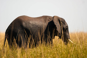 非洲布什大象高草