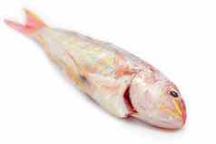 红色的鲷鱼鱼孤立的白色背景