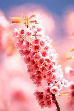 樱花粉红色的花