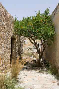 开花绿色树日益增长的狭窄的街石头墙
