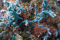 水下珊瑚鱼植物巴厘岛