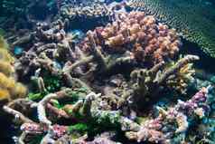 水下珊瑚鱼植物巴厘岛